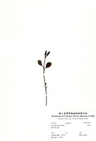 藏品(大葉桉)的圖片